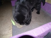 Превью фото № 215818