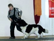 Превью фото № 215853