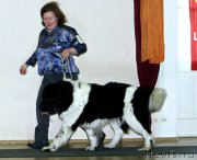 Превью фото № 215855