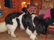 Превью фото № 215858