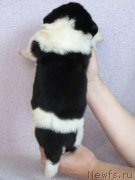 Превью фото № 215877