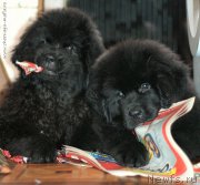 Превью фото № 215882