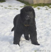 Превью фото № 215897