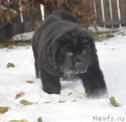 Превью фото № 215898