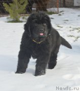 Превью фото № 215900