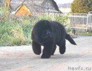 Превью фото № 215929