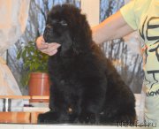 Превью фото № 215936