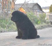 Превью фото № 215937