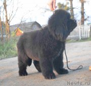 Превью фото № 215941