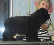 Превью фото № 215953