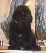 Превью фото № 215965