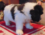 Превью фото № 215970