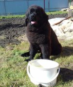 Превью фото № 215993