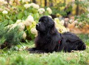 Превью фото № 216030