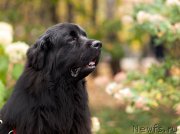 Превью фото № 216032