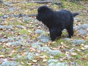 Превью фото № 216034