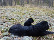 Превью фото № 216037