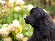 Превью фото № 216043