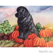 Превью фото № 216046