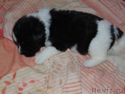 Превью фото № 216051