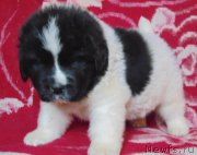 Превью фото № 216063