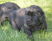 Превью фото № 216088