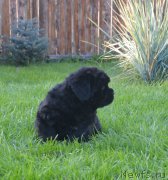 Превью фото № 216098