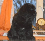 Превью фото № 216101