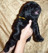 Превью фото № 216105