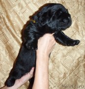 Превью фото № 216106