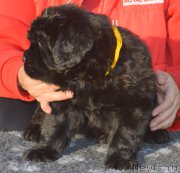 Превью фото № 216113