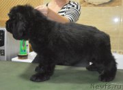 Превью фото № 216118