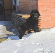 Превью фото № 216123