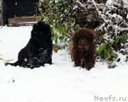 Превью фото № 216130