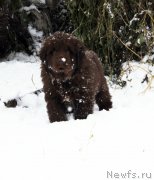 Превью фото № 216132