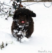 Превью фото № 216140