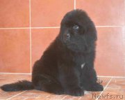 Превью фото № 216199