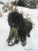 Превью фото № 216205