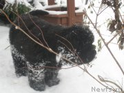 Превью фото № 216208