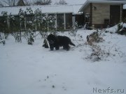 Превью фото № 216209