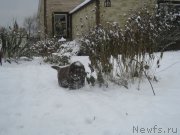 Превью фото № 216210