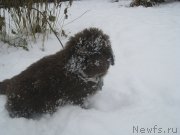 Превью фото № 216211