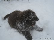 Превью фото № 216212