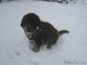 Превью фото № 216216