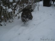 Превью фото № 216217