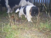 Превью фото № 216262