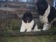 Превью фото № 216263