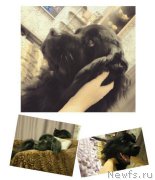 Превью фото № 216275