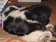 Превью фото № 216284