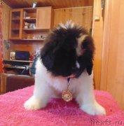 Превью фото № 216318